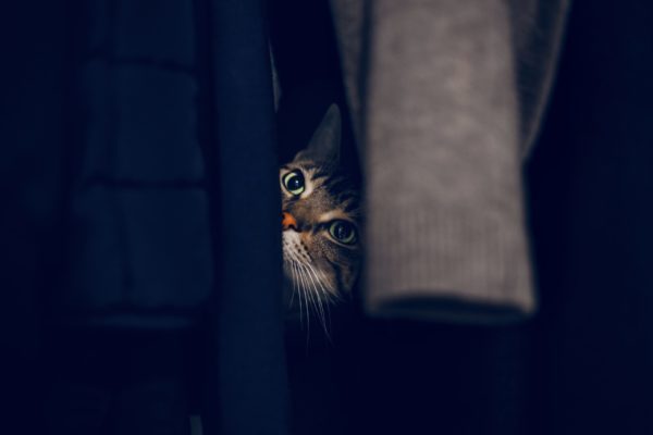 cute-funny-scared-tabby-cat-hiding-in-clothes-at-h-2021-09-02-07-46-05-utc